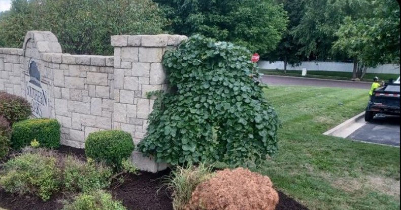 HOA entrance monument with fresh mulch and shaped shrubs.