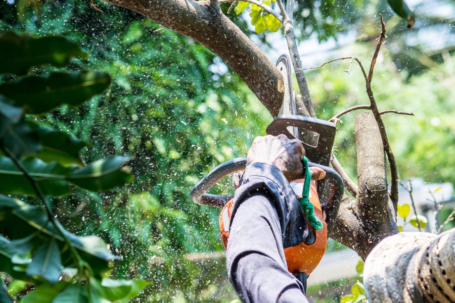 A chainsaw cutting through a tree branch, sawdust flying.